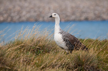 Upland Goose, Chloephaga picta, Tierra del Fuego National Park, Patagonia, Argentina.