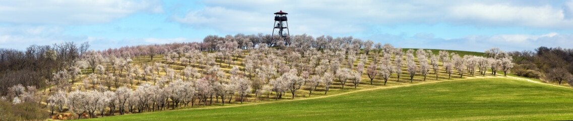 Almond orchard, spring blossoming pink almond orchard