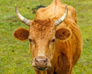 A detailed photo of an Aubrac cow, captured in closeup to showcase its distinctive features. Originally from France, Aubrac cattle have been introduced across the USA, including Florida.