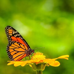 A detailed closeup captures a monarch butterfly delicately feeding on a vibrant yellow flower. The butterfly’s striking orange and black patterned wings contrast beautifully against the soft petals.