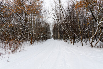 A picturesque winter landscape with a birch forest