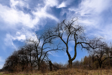 Autumn bushes and trees against a cloudy sky