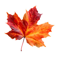 Fototapeta premium Autumn maple leaf isolated on transparent background