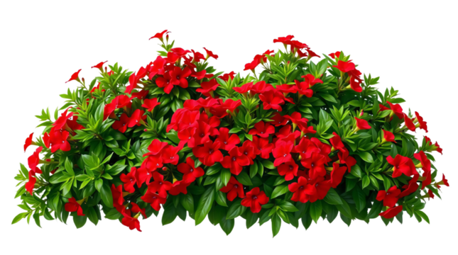 Red flower bushes plant green red flowers isolated on transparent background
