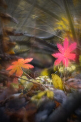 Autumn forest plants with soft focus and watercolor bokeh