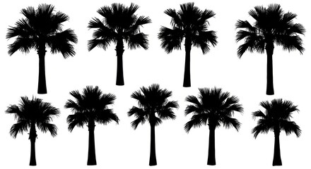 Silhouetted fan palm trees arranged in two rows