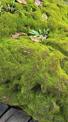 Moss growing on rocks in the garden background.