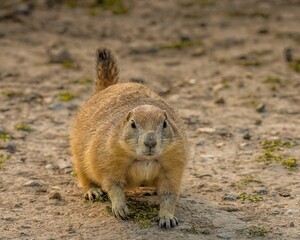 Close-Up Portrait of a Prairie Dog Facing the Camera in South Dakota