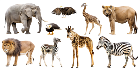 wildlife animal png cut out element set isolated on white background png, ai generated