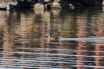 Mallard Female Duck