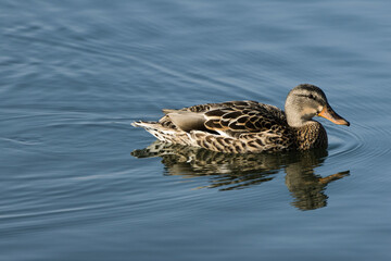 Mallard Female Duck
