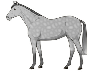 芦毛の馬（サラブレット）