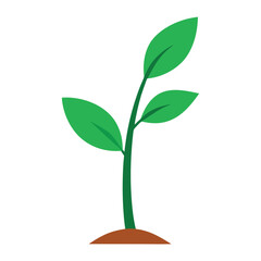 Obraz premium green plant on white background