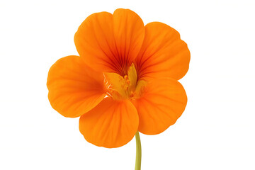 Nasturtium flower blooming in vibrant orange color, showing delicate petals, tropaeolum majus