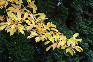 Branch with autumn yellow leaves on a background of Christmas trees. Selective focus.