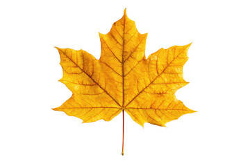 Obraz premium Single yellow maple leaf with visible veins and stem isolated on a transparent background autumn fall