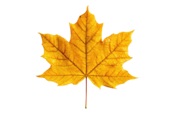 Single yellow maple leaf with visible veins and stem isolated on a transparent background autumn fall