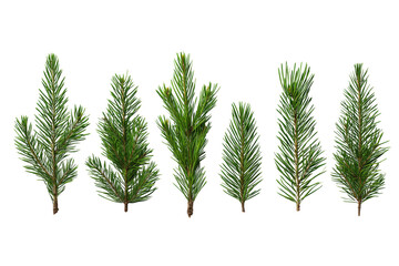 Six green pine branches with needles arranged horizontally isolated on a transparent background tree