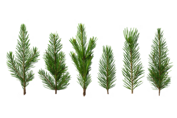 Six green pine branches with needles arranged horizontally isolated on a transparent background tree