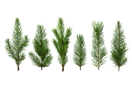 Six green pine branches with needles arranged horizontally isolated on a transparent background tree
