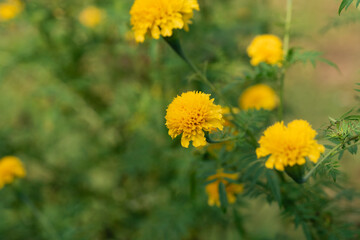 Vibrant Yellow Marigold Flowers in Bloom Surrounded by Green Foliage with a Soft Blurry Background Ideal for Nature and Floral Photography