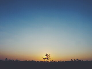 Single Palm Tree Silhouette Against a Tropical Sunset Sky Gradient