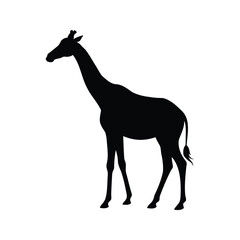 Giraffe silhouette standing tall against a bright white background gracefully posed, giraffe turning head silhouette vector illustration