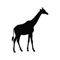Silhouette of a majestic giraffe, isolated on a plain white background, giraffe with long shadow silhouette vector illustration