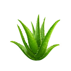 Obraz premium Aloe Vera Plant isolated on transparent background