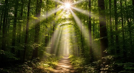 Fototapeta premium Sunbeams Forest Path.