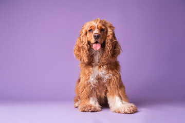 Cocker Spaniel