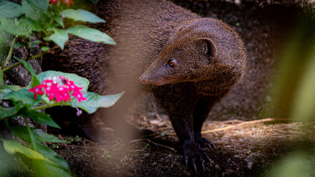 Alert Mongoose with Striking Amber Eye Amidst Green Foliage and Pink Blossoms in a Tropical Habitat, Wildlife Observation