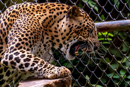 Powerful Leopard Snarling Behind a Chain-Link Fence in a Vibrant Green Environment
