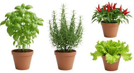 Potted fresh basil, rosemary, chili pepper, and leafy lettuce plants isolated on white background, perfect for cooking and healthy eating