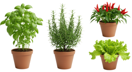 Potted fresh basil, rosemary, chili pepper, and leafy lettuce plants isolated on white background, perfect for cooking and healthy eating
