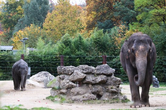 Elefant
