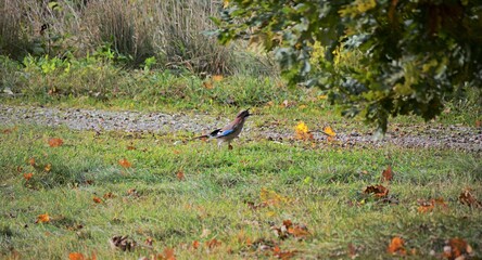 red tailed deer