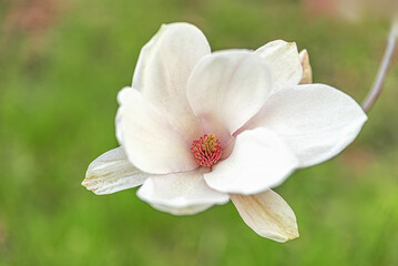 Fototapeta premium A white magnolia flower in full bloom with soft pink center and blurred green background