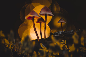 Das Foto zeigt eine Gruppe von Pilzen, die auf einem bemoosten Ast oder St&uuml;ck Holz wachsen. Sie sind von hinten beleuchtet, wodurch ihre Kappen und Stiele in einem warmen, goldenen Licht erstrahlen.