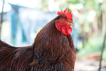 Close-up face Rhode Island Red rooster. Purebred Chicken in husbandry natural free range lifestyle farming organic in backyard with sunlight in atmosphere after rain.