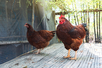 Rhode Island Red rooster hed stands on old bamboo table. Purebred Chicken in husbandry natural free range lifestyle farming organic in backyard with sunlight in atmosphere after rain.