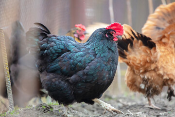 Two chickens are walking around a farmyard.