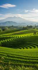 Verdant Rice Terraces with Distant Mountain Peak and Bright Blue Sky
