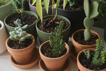 Assortment of small potted succulents and cacti arranged on a windowsill, showing terracotta and ceramic pots, textured soil, and varied green foliage in soft natural light for indoor decor and hobby