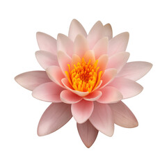 Obraz premium PNG Elegant pink lotus flower