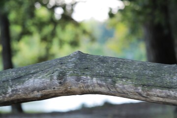 Dry tree branch. Lake.