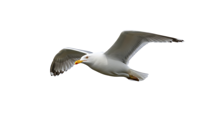 White seagull in flight with wings spread wide, isolated on white or transparent background. PNG