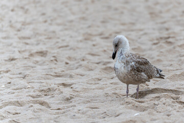 A juvenile herring gull Larus argentatus stands alone on the sandy beach. Its plumage blends softly with the surroundings.