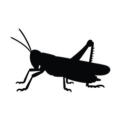 Black silhouette of a grasshopper insect on a white background isolated