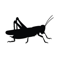 Silhouette of a grasshopper with long legs and antennae on a white background